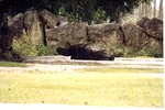 Indian rhinoceros resting in the shade of a pool in its habitat at Miami Metrozoo