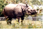 Indian rhinoceros walking through its habitat at Miami Metrozoo