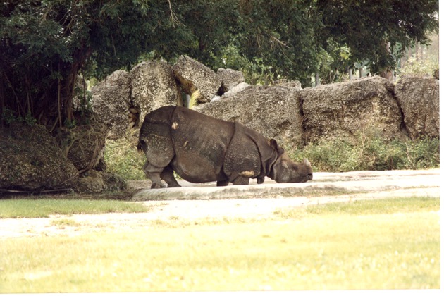 Indian rhinoceros walking into a pool in its habitat at Miami Metrozoo