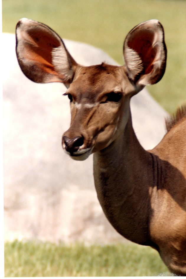 Close-up of a female greater kudu in its habitat at Miami Metrozoo