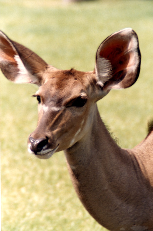 Close-up of a female greater kudu in a field in its habitat at Miami Metrozoo