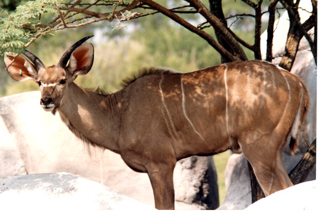 Horned greater kudu in the shade of a tree at Miami Metrozoo
