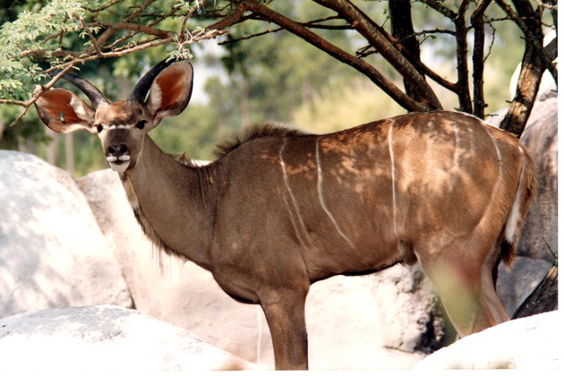 Horned greater kudu standing in the shade of a tree at Miami Metrozoo