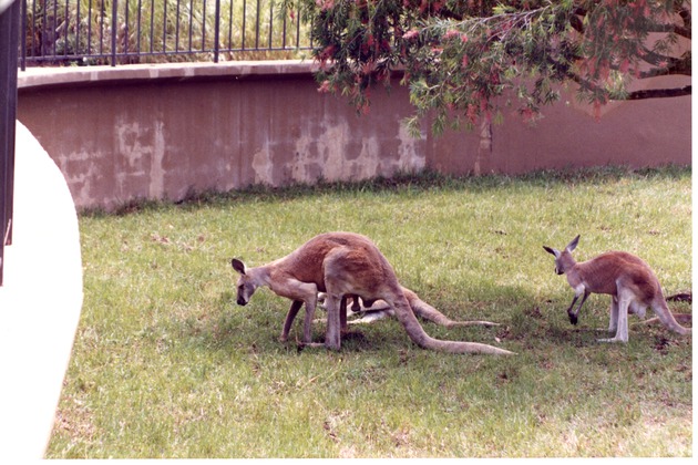 Three kangaroos in their habitat together at Miami Metrozoo