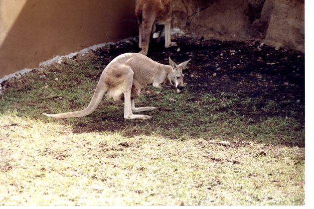 Kangaroo with its young in its pouch in its habitat at Miami Metrozoo