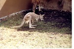 Kangaroo with its young in its pouch in its habitat at Miami Metrozoo