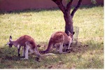[1980/2000] Two kangaroos standing next to a tree in its habitat at Miami Metrozoo