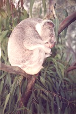 Koala asleep on a branch in its habitat at Miami Metrozoo