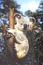 Koala perched on the branches of a tree at Miami Metrozoo
