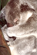 Koala curled up asleep in its habitat at Miami Metrozoo