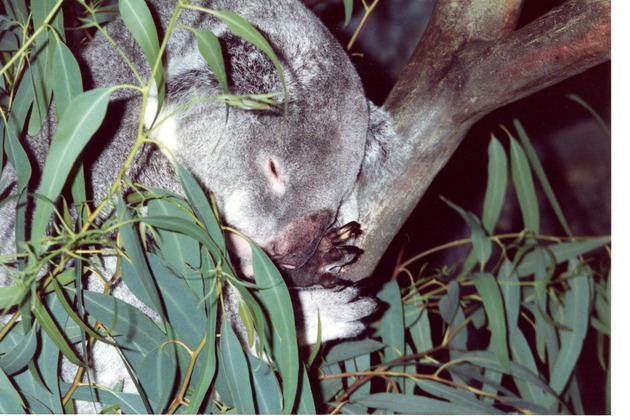 Koala asleep against a branch of their habitat tree in Miami Metrozoo