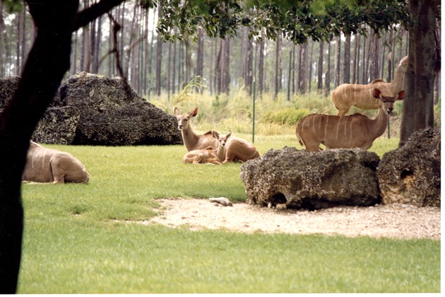 Greater kudu herd resting in their habitat at Miami Metrozoo