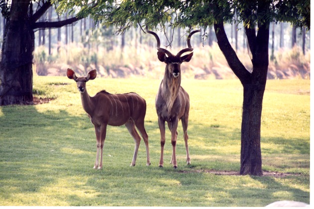 Male and female kudu pair standing in the shade in their habitat at Miami Metrozoo