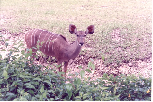 Female greater kudu behind their bushes in their habitat at Miami Metrozoo