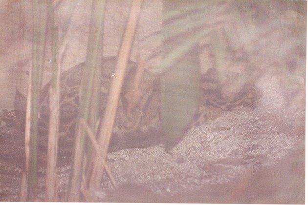 Clouded leopard hidden in its habitat laying on the sand at Miami Metrozoo