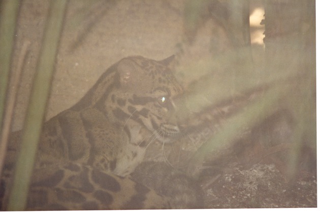 Clouded leopard seated against the rock wall in its habitat at Miami Metrozoo