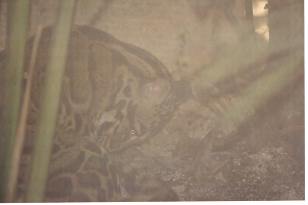 Clouded leopard grooming itself against its habitat rock wall at Miami Metrozoo