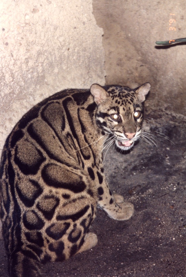 Clouded leopard seated and growling at the camera at Miami Metrozoo