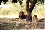 Lion and lioness reclining beneath a tree at Miami Metrozoo