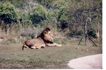 Lion laying beside a pool in its habitat at Miami Metrozoo