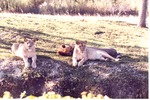 Two lionesses and a male lion laying at the habitat's barrier at Miami Metrozoo
