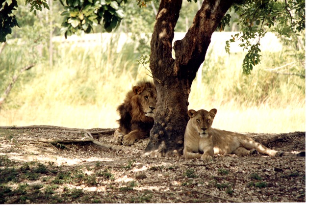 Lion and Lioness resting together beneath a tree at Miami Metrozoo