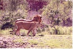 Lion and lioness walking together in their habitat at Miami Metrozoo