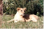 [1980/2000] Young lion laying in  its habitat at Miami Metrozoo