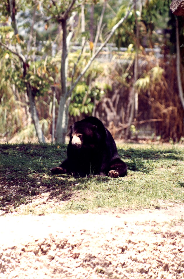 Sloth bear seated a field in its habitat at Miami Metrozoo