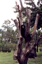 Sloth bear seated in a tree in its habitat at Miami Metrozoo