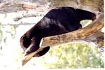 Sloth bear climbing a tree in its habitat at Miami Metrozoo