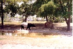 Malayan tapir walking beside a pool in its habitat at Miami Metrozoo
