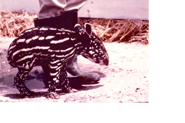 Infant tapir standing next to the feet of a zookeeper at Miami Metrozoo