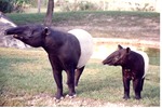 Adult Malayan tapir with its young standing in their habitat at Miami Metrozoo