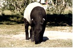 Malayan tapir grazing in its habitat at Miami Metrozoo
