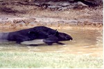 Malayan tapir and its young swimming in their habitat at Miami Metrozoo