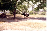 Malayan tapir walking to the shade of the trees in its habitat at Miami Metrozoo