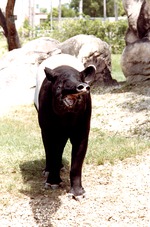 Malayan tapir making the typical shrill whistle they use for communication at Miami Metrozoo