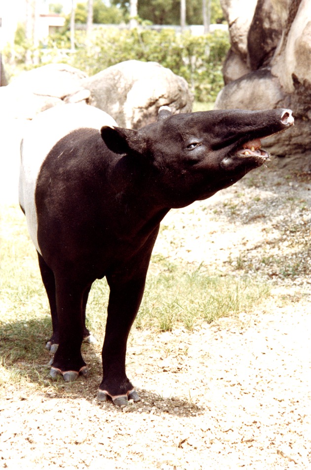 Malayan tapir whistling in its habitat at Miami Metrozoo