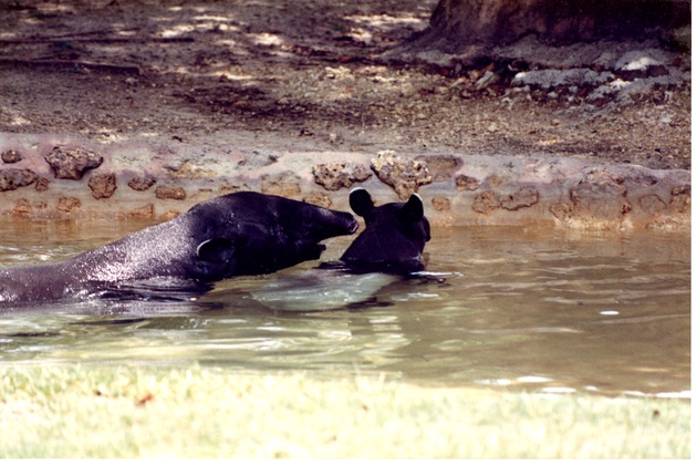 Malayan tapir and its young swimming in a pool in their habitat at Miami Metrozoo