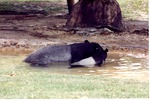 Malayan tapir and its young ascending from their habitat pool at Miami Metrozoo