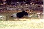 Young Malayan tapir swimming in its habitat pool at Miami Metrozoo