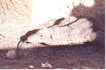 Crocodile monitor resting in partial sunlight in its habitat at Miami Metrozoo