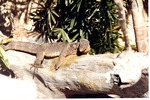 [1980/2000] Crocodile monitor laying on a fallen tree in its habitat at Miami Metrozoo