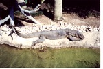[1980/2000] Crocodile monitor resting beside a pool in its habitat at Miami Metrozoo