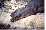 Close-up of a crocodile monitor leaning over its habitat pool's edge at Miami Metrozoo