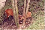 [1980/2000] Two muntjac/barking deer at the base of a tree cluster in their habitat at Miami Metrozoo