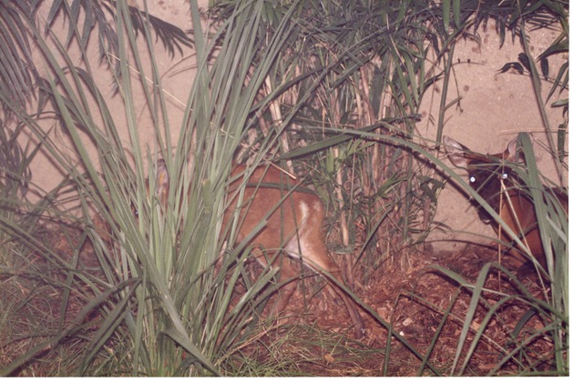 Two muntjac/barking deer walking through the brush in their habitat at Miami Metrozoo