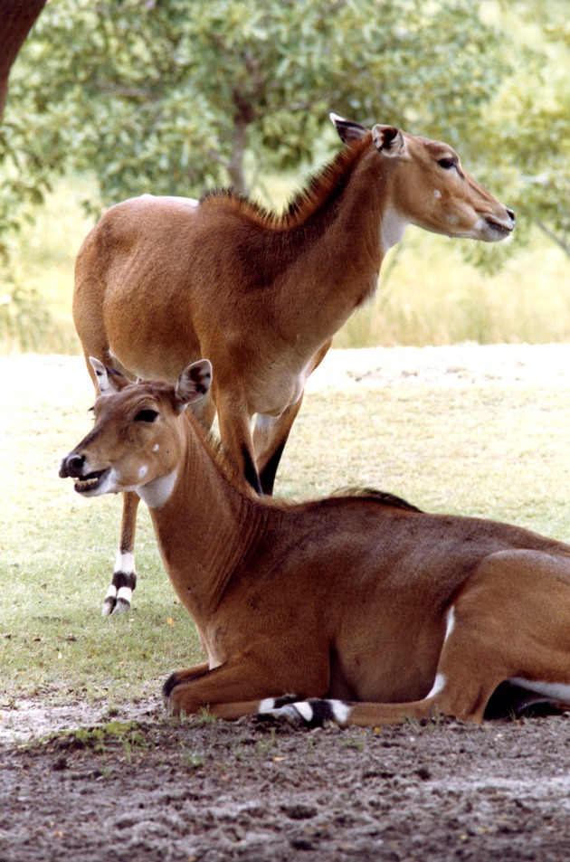 Two female nyala in the shade of a tree in their habitat at Miami Metrozoo