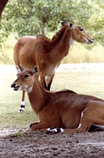 Two female nyala in the shade of a tree in their habitat at Miami Metrozoo